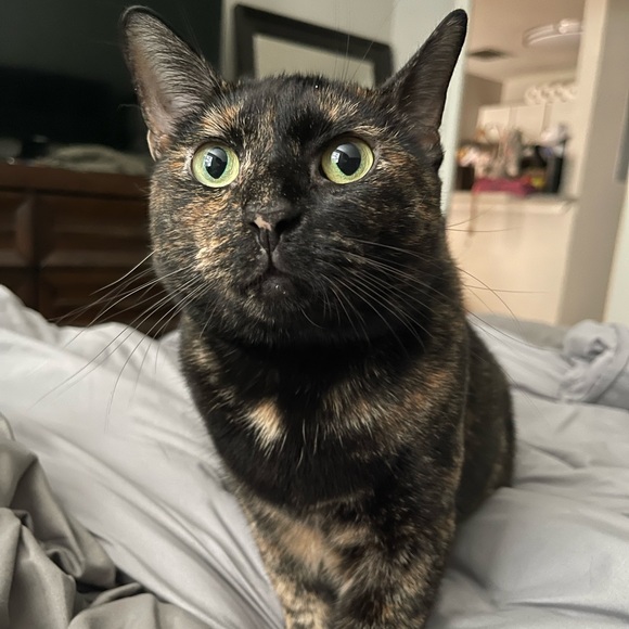 Meet your Posher, Thassanee - Picture 2 of 2